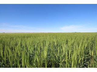 Tract 3 - Edwards County, KS farmland - LAND AUCTION - 647+/- ACRES OFFERED IN 4 TRACTS IN RENO & EDWARDS COUNTY, KANSAS